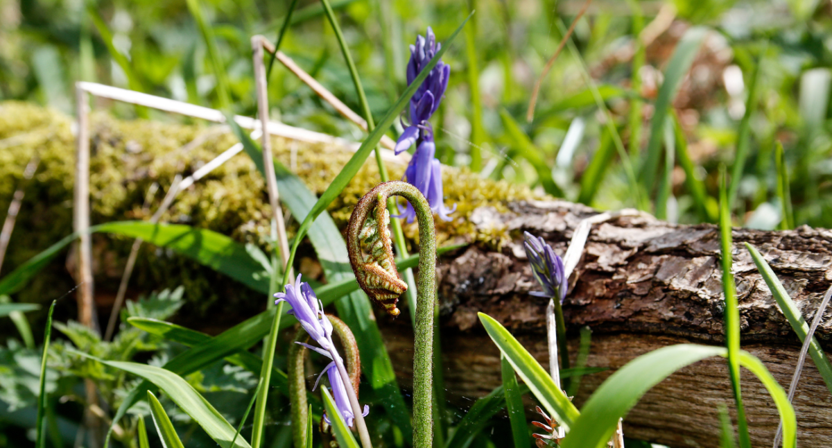 A close up of bluebells emerging at Roberts Wood