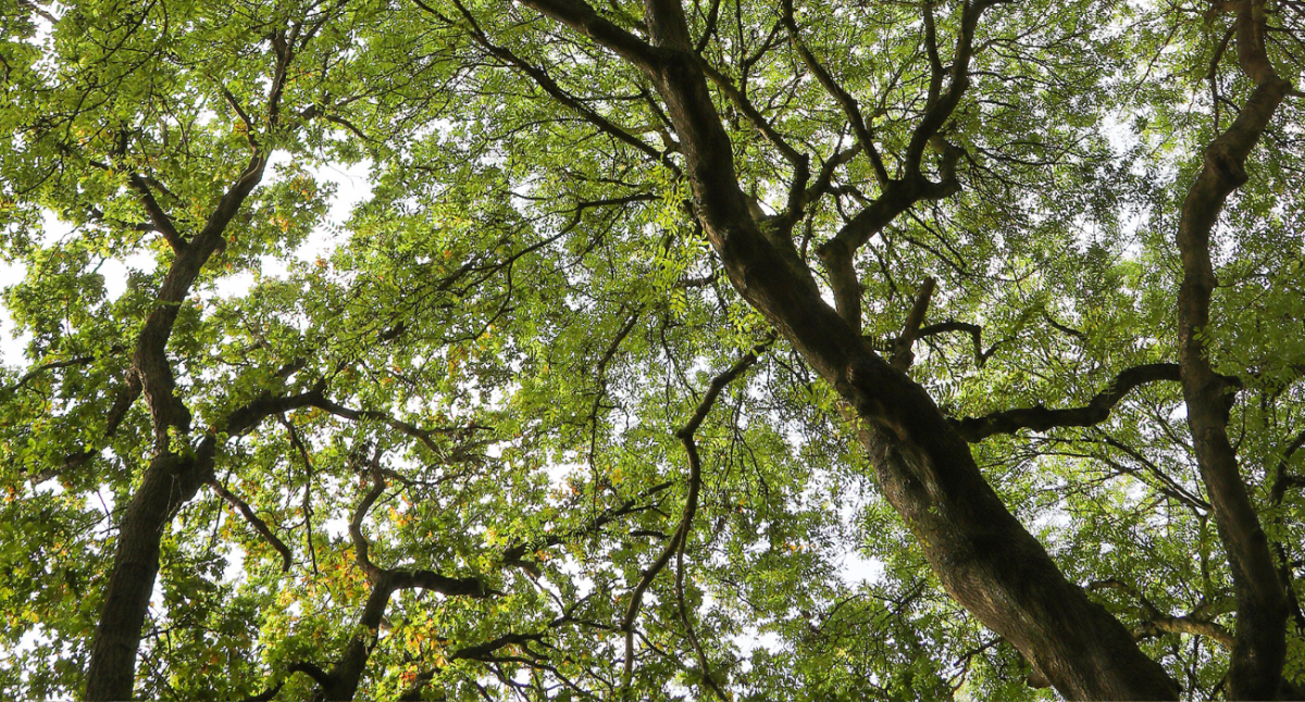 Mature tree canopies coming together at Alne Wood