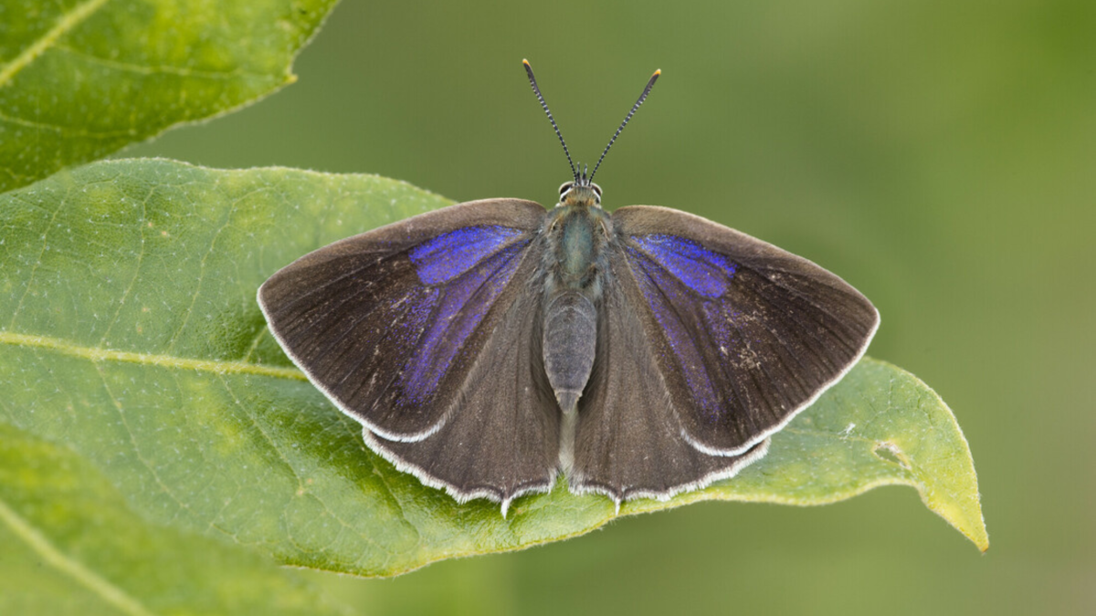 A purple hairstreak butterfly on a leaf