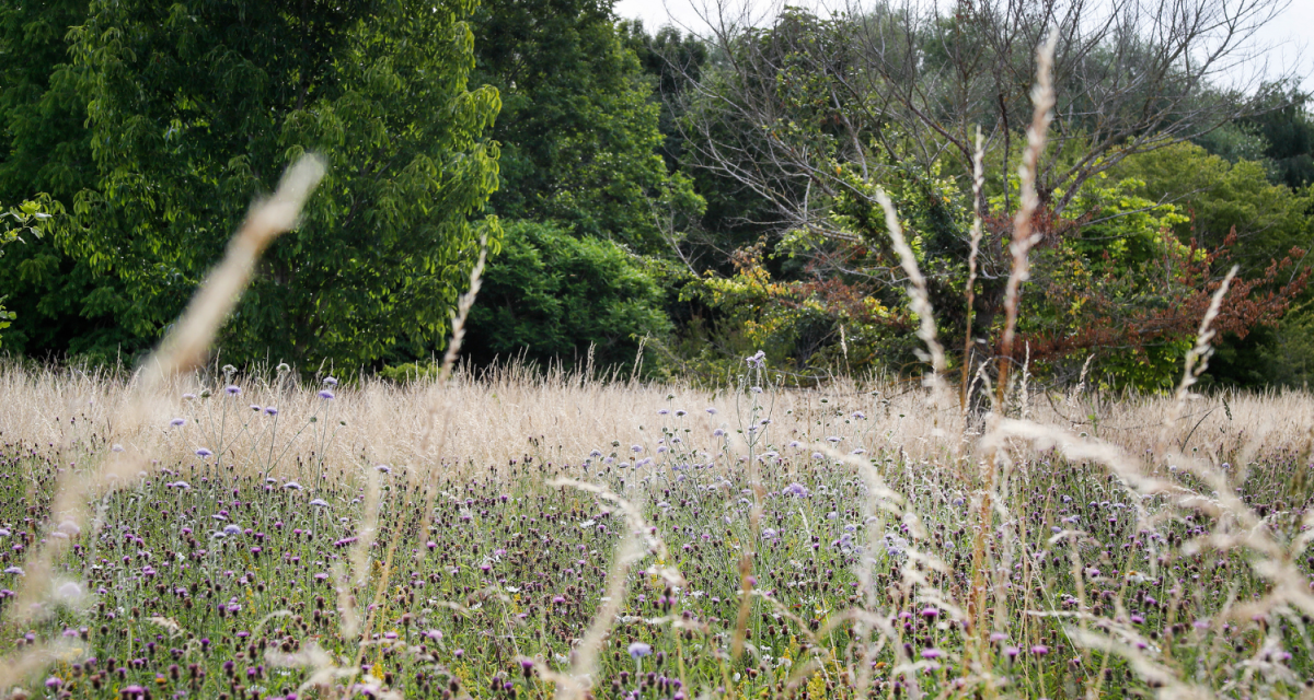 A wildflower meadow of knapweed and lady’s bedstraw