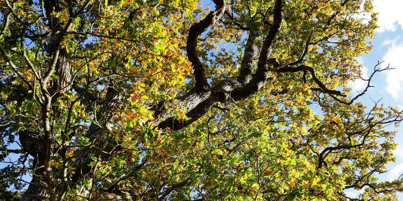 A mature single oak tree's canopy