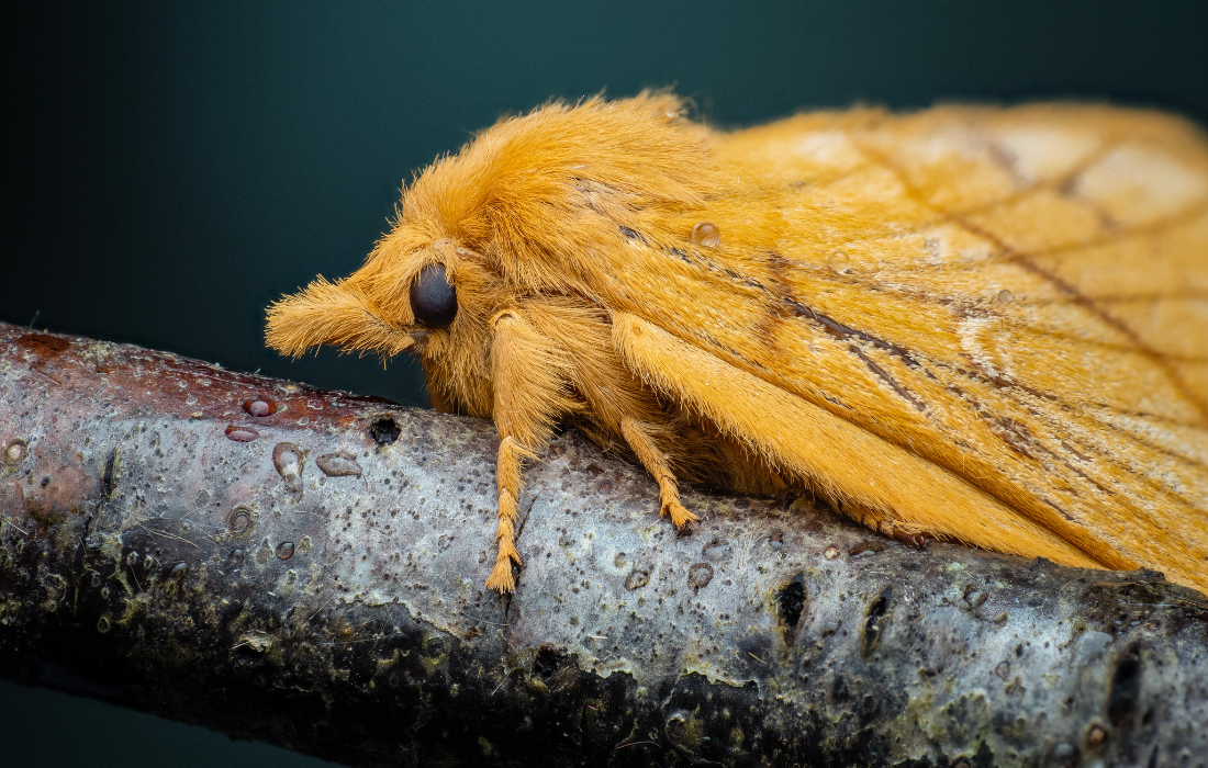 Macro shot of a drinker moth - captured by photographer Lee Frost