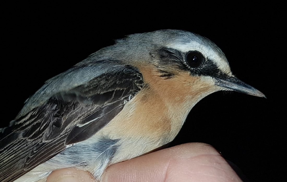 A Greenland wheatear caught and ringed at night using thermal imaging