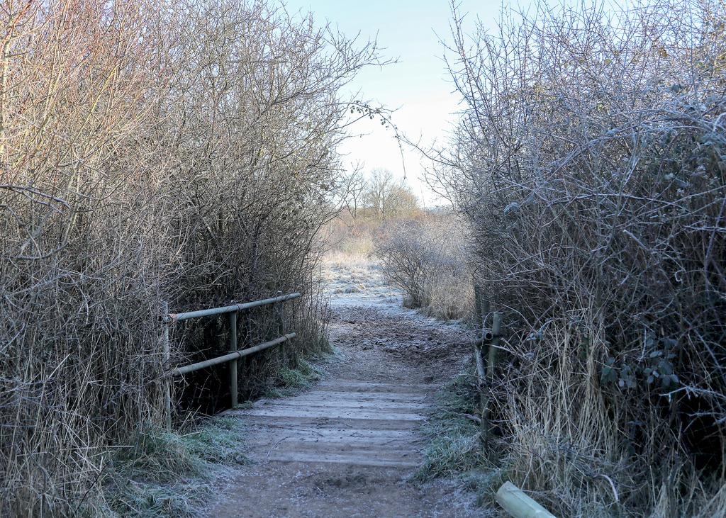 A frosty bridge on a footpath through trees