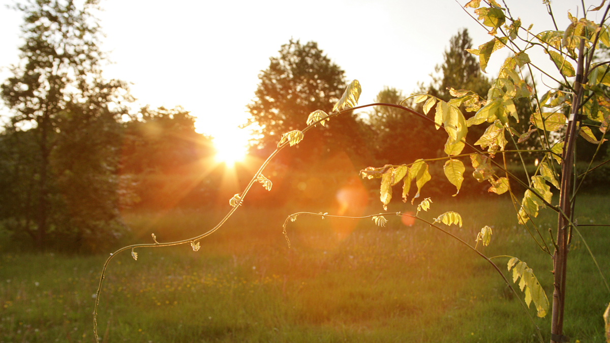 An autumn sunset spilling over the trees in the arboretum 