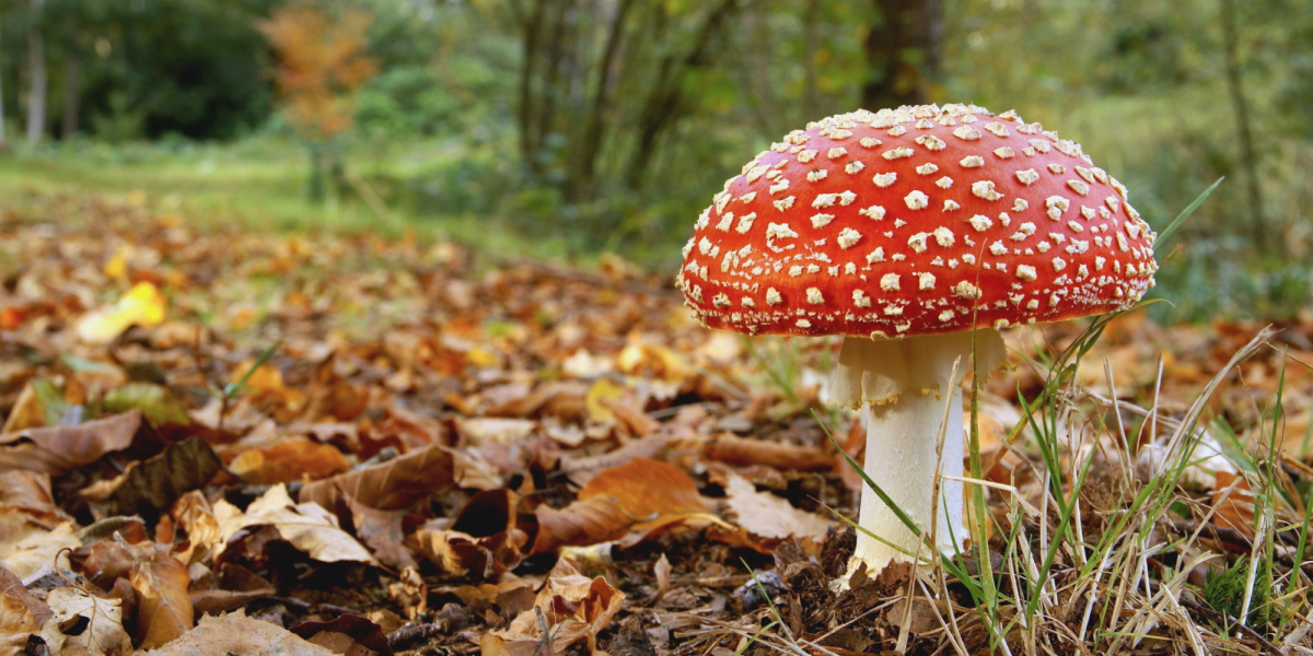 Fly agaric fungi on the forest floor