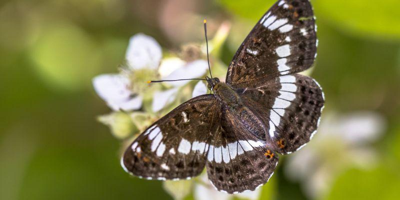 A white admiral butterfly feeding on spring nectar