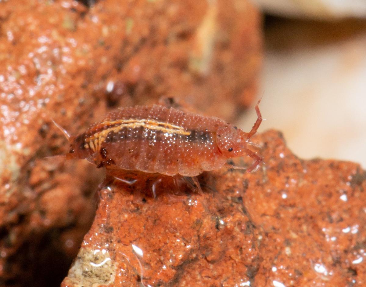 Rosy woodlouse on red rubble - photo credit Gary Farmer