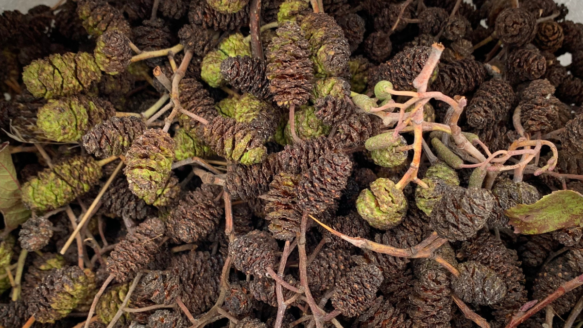 A collection of elder cones that have been freshly collected by the tree nursery team