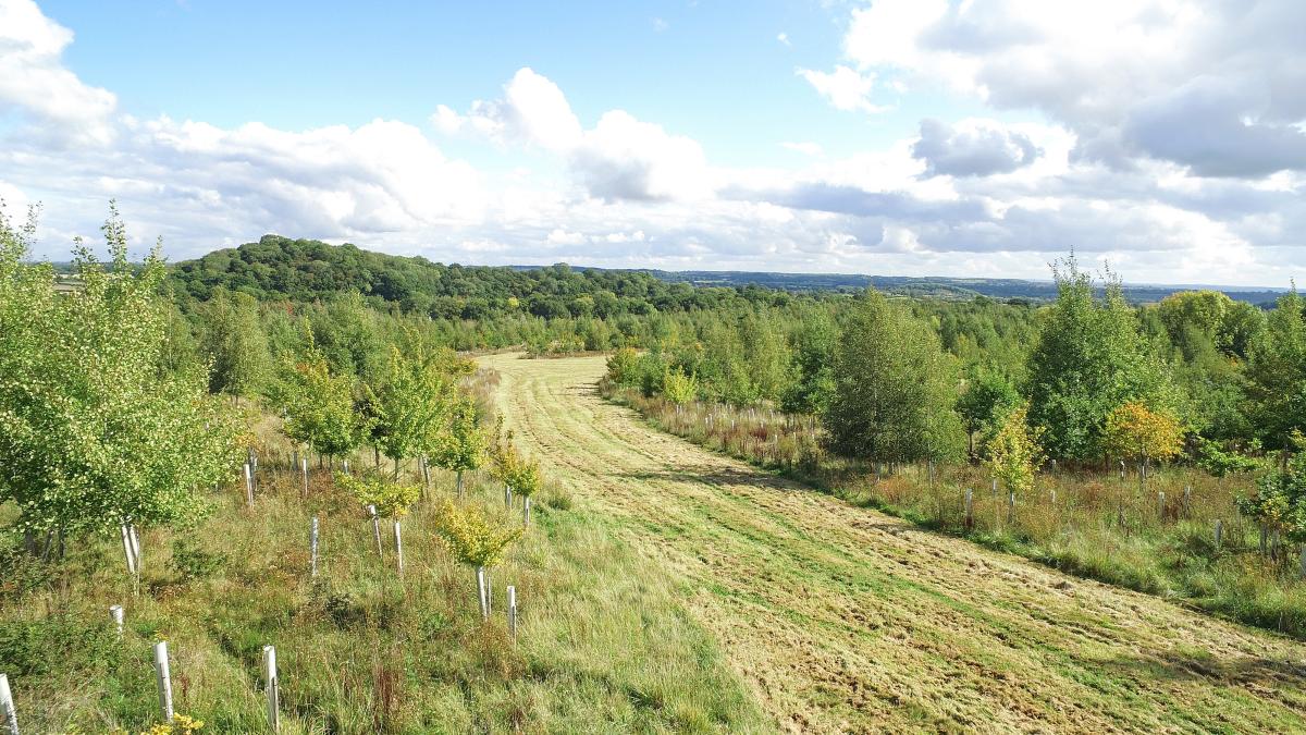 A woodland habitat that has a grassland ride that runs through the middle, ideal for pollinators