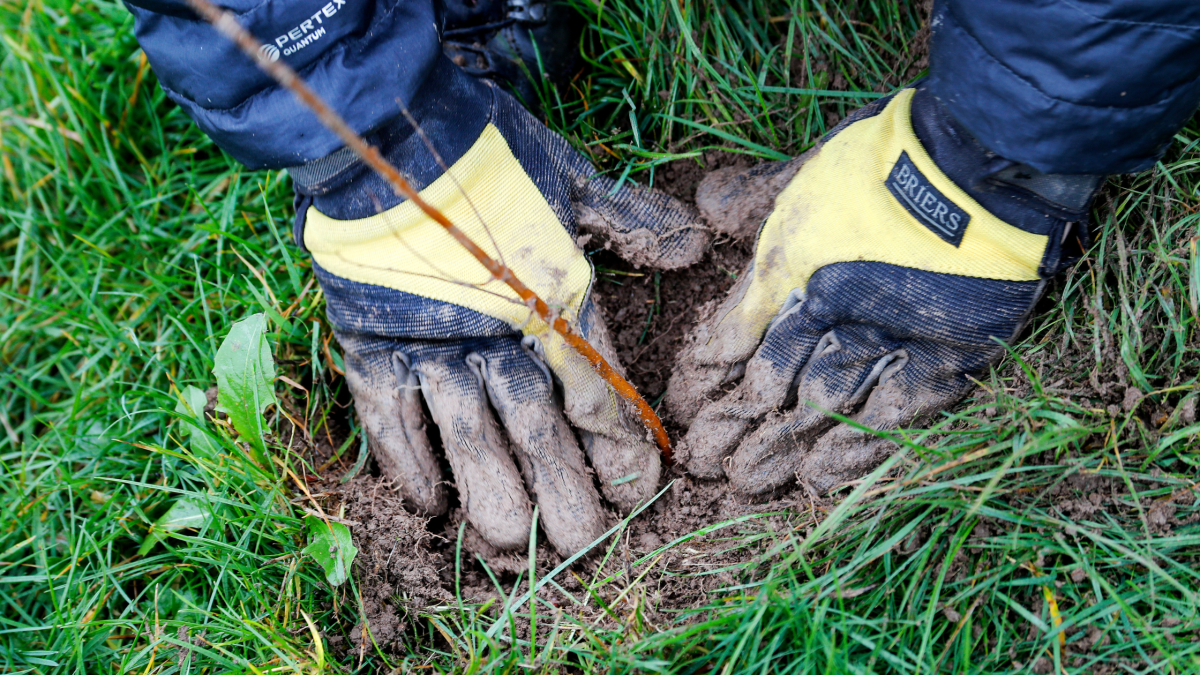 Gloved hands planting a tree in the ground