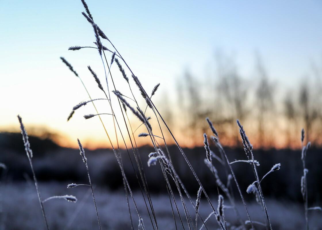 Frosty grass with the sunrising in the background