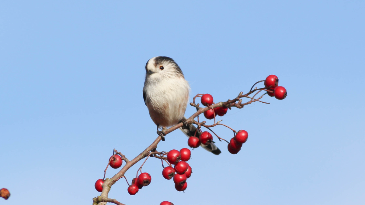 a long tailed tit standing on a branch of red berries with a clear blue sky behind