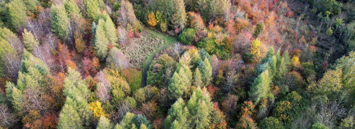 Aerial photo of trees in the Forest with winter colours on a cold day