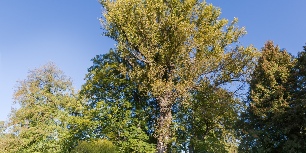 An autumnal black poplar on a clear sunny day