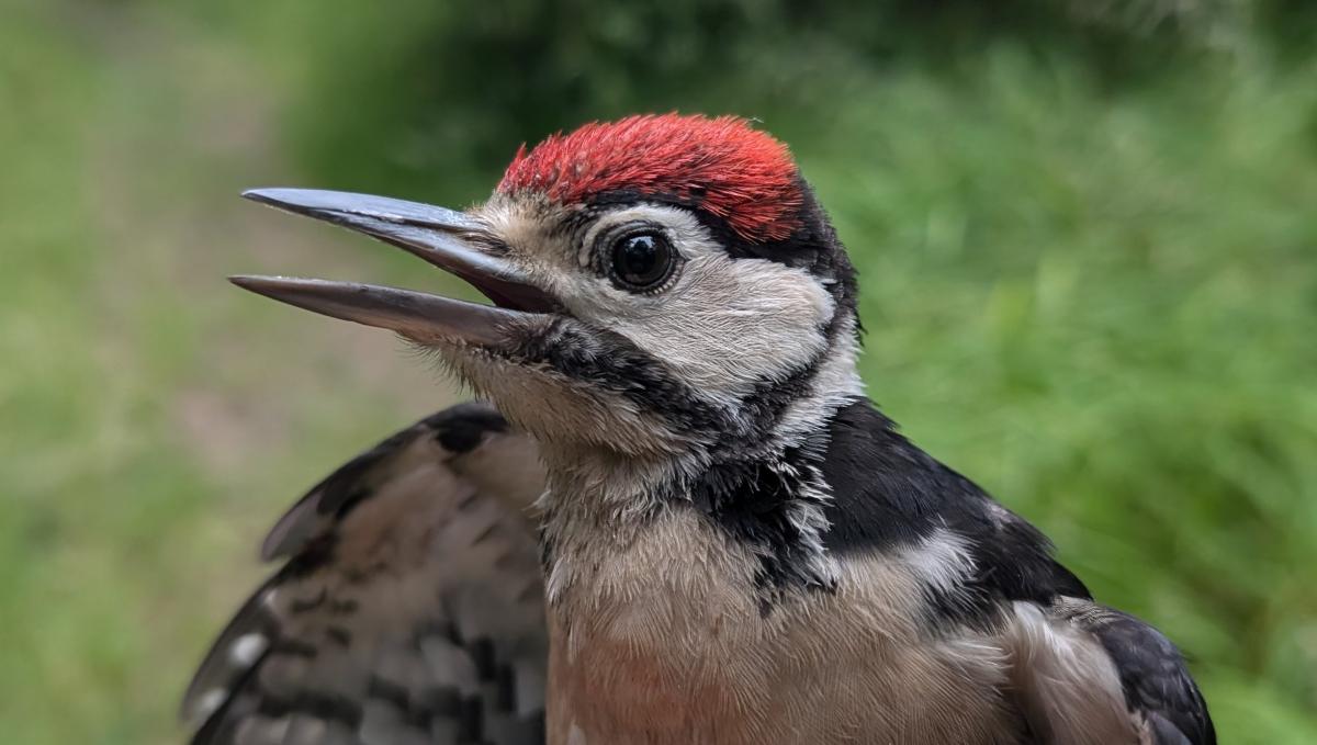 A great spotted woodpecker close up with its beak open