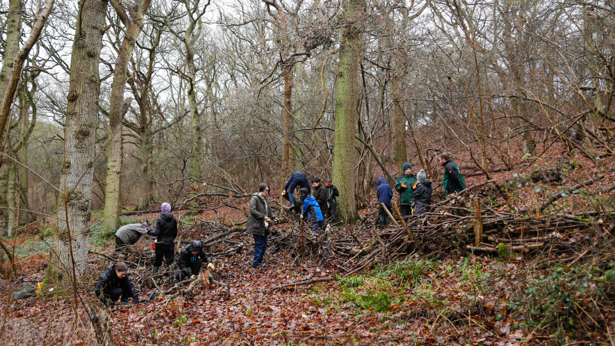 A group of young Foresters, teenagers, girls and boys, learning woodland management skills