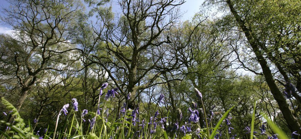 Looking up into the canopy of mature trees from a forest floor with bluebells