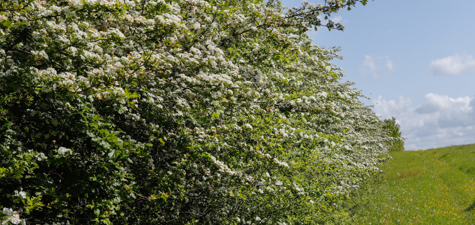 Hedgerows in blossom in the Forest