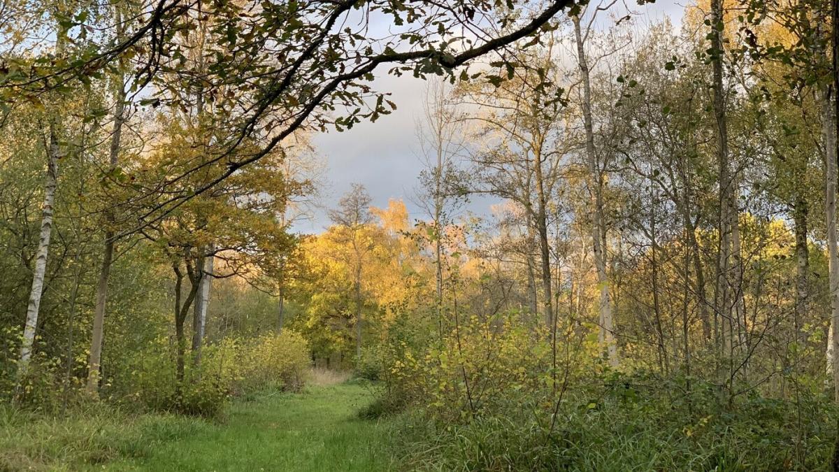 A shot of Roundhill wood looking into trees in autumn