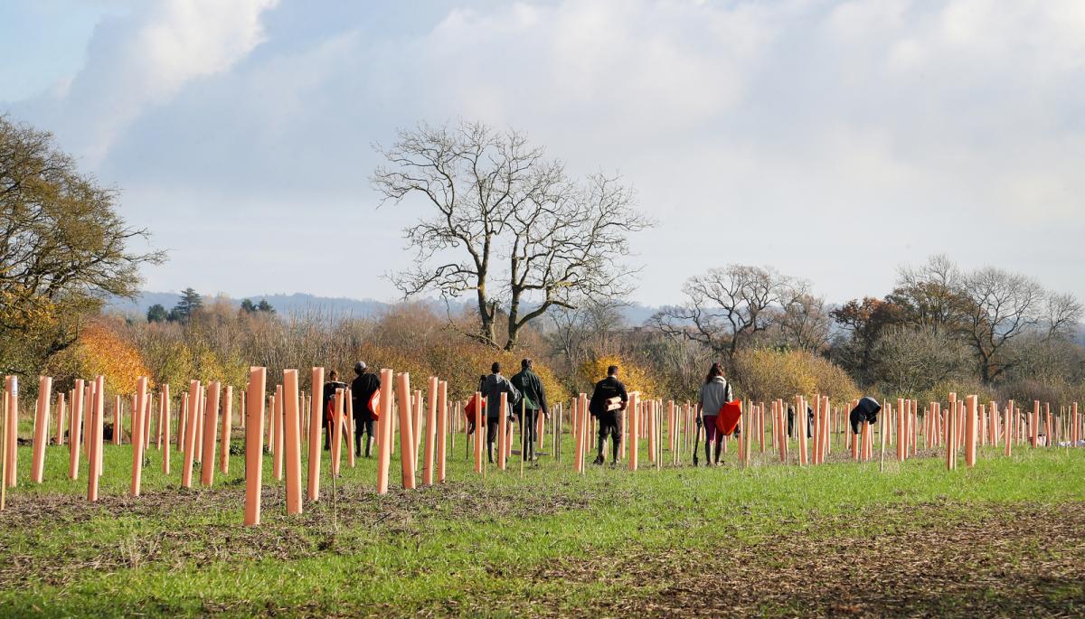 A field of newly planted tree saplings protected by plastic tree guards, with some of our forestry team walking off into the distance