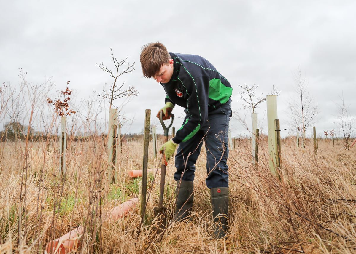 Tobey planting a tree in the beat up process, replacing trees to attain our 60% woodland Coverage