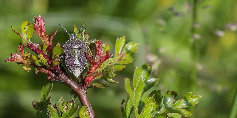 Close up of a shield bug on a thin branch with green foliage