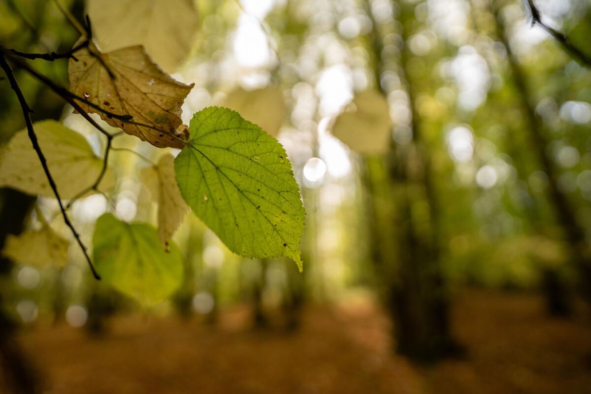 Autumnal small leafed lime tree, with yellow and brown leaves. You can see small leaved lime in the background