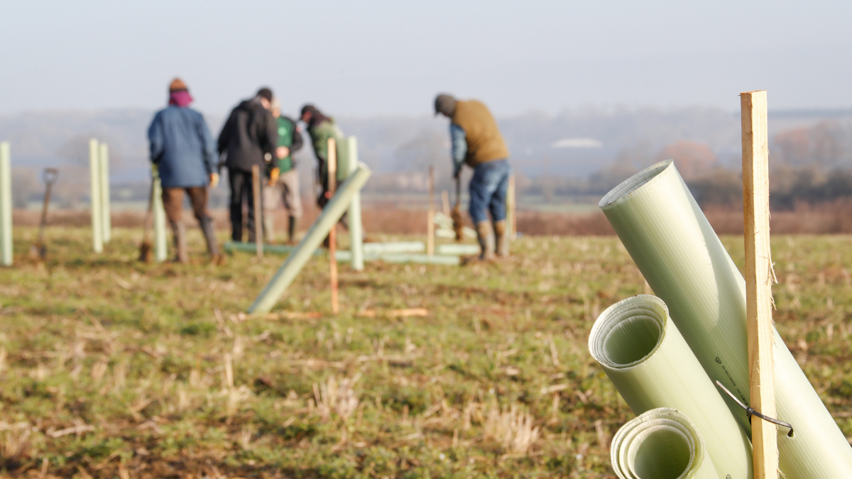 volunteers tree planting in the distance and tree guards prominent in the foreground.
