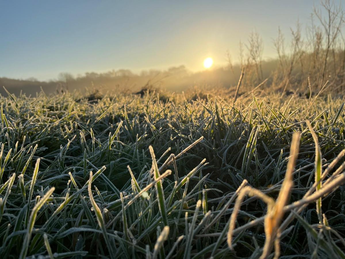 Low sun with frosty grass in the foreground