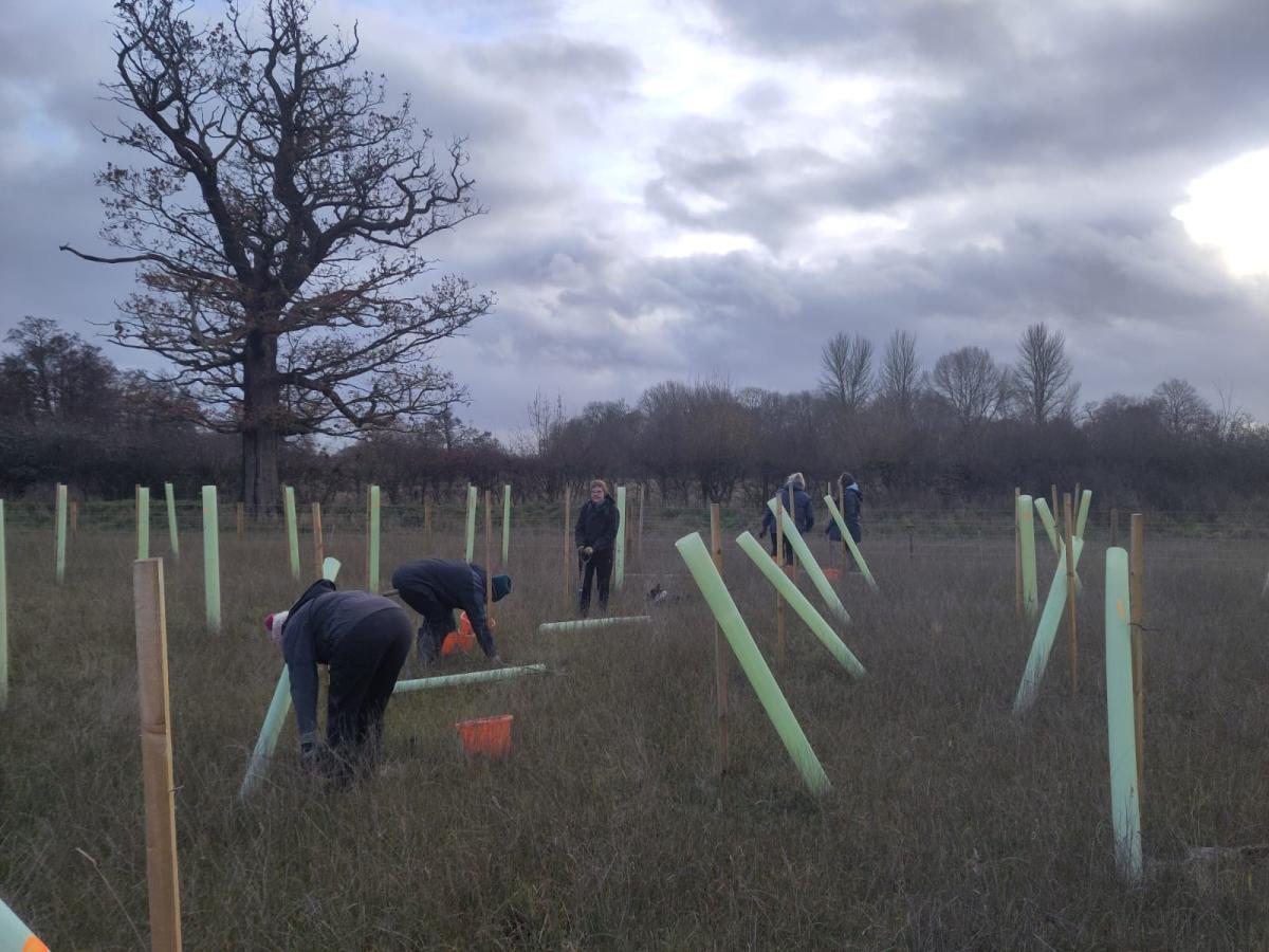 volunteers tree planting on a misty morning and low sun, cloudy skies and a stark mature 