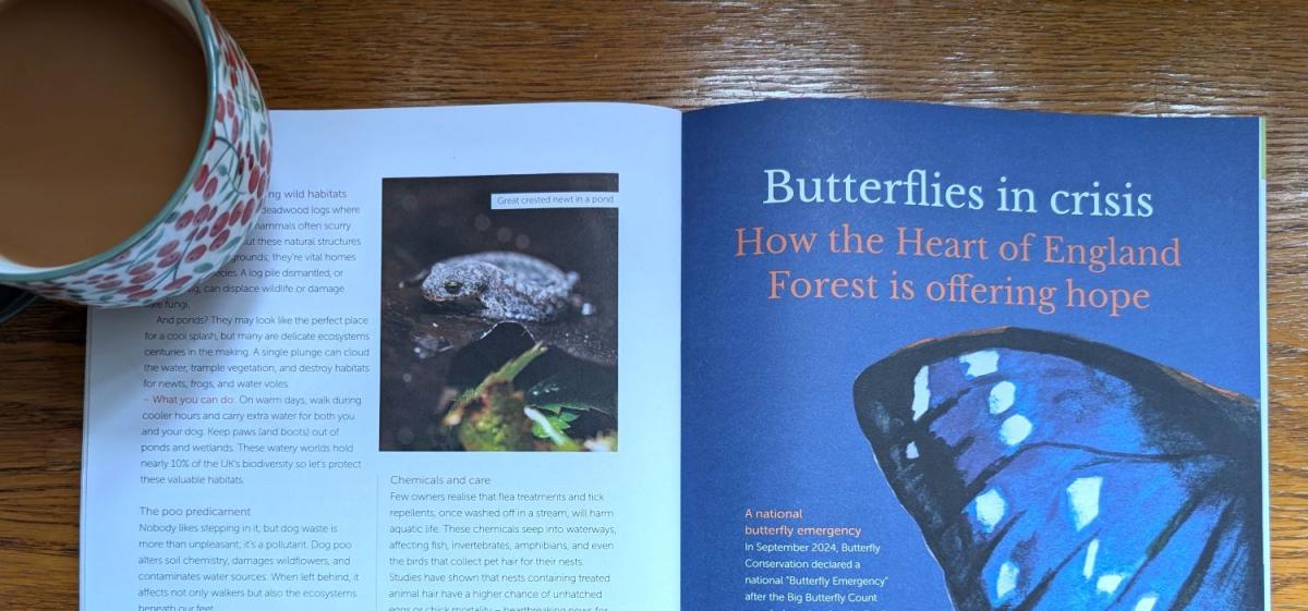 A copy of your forest magazine, open on a page about butterflies with a mug in the corner.