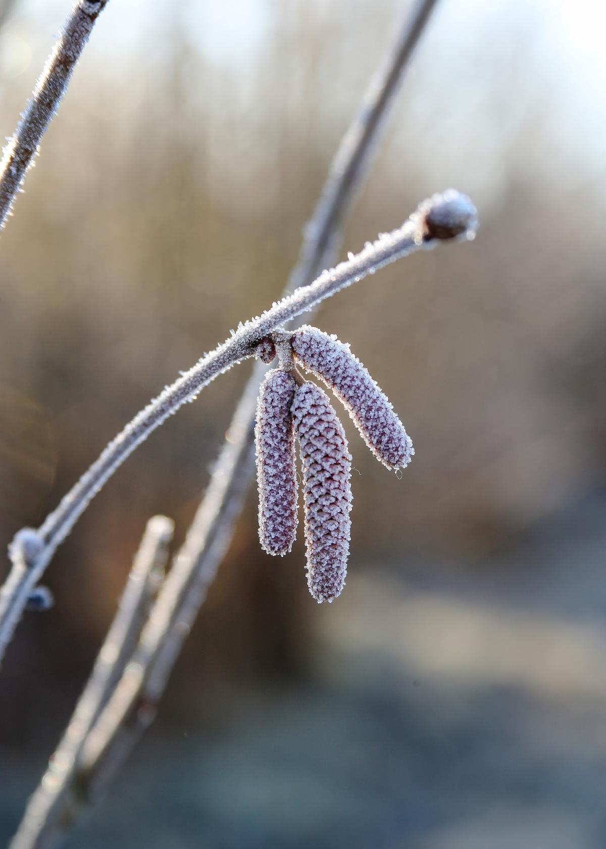 A close up of frosty catkins