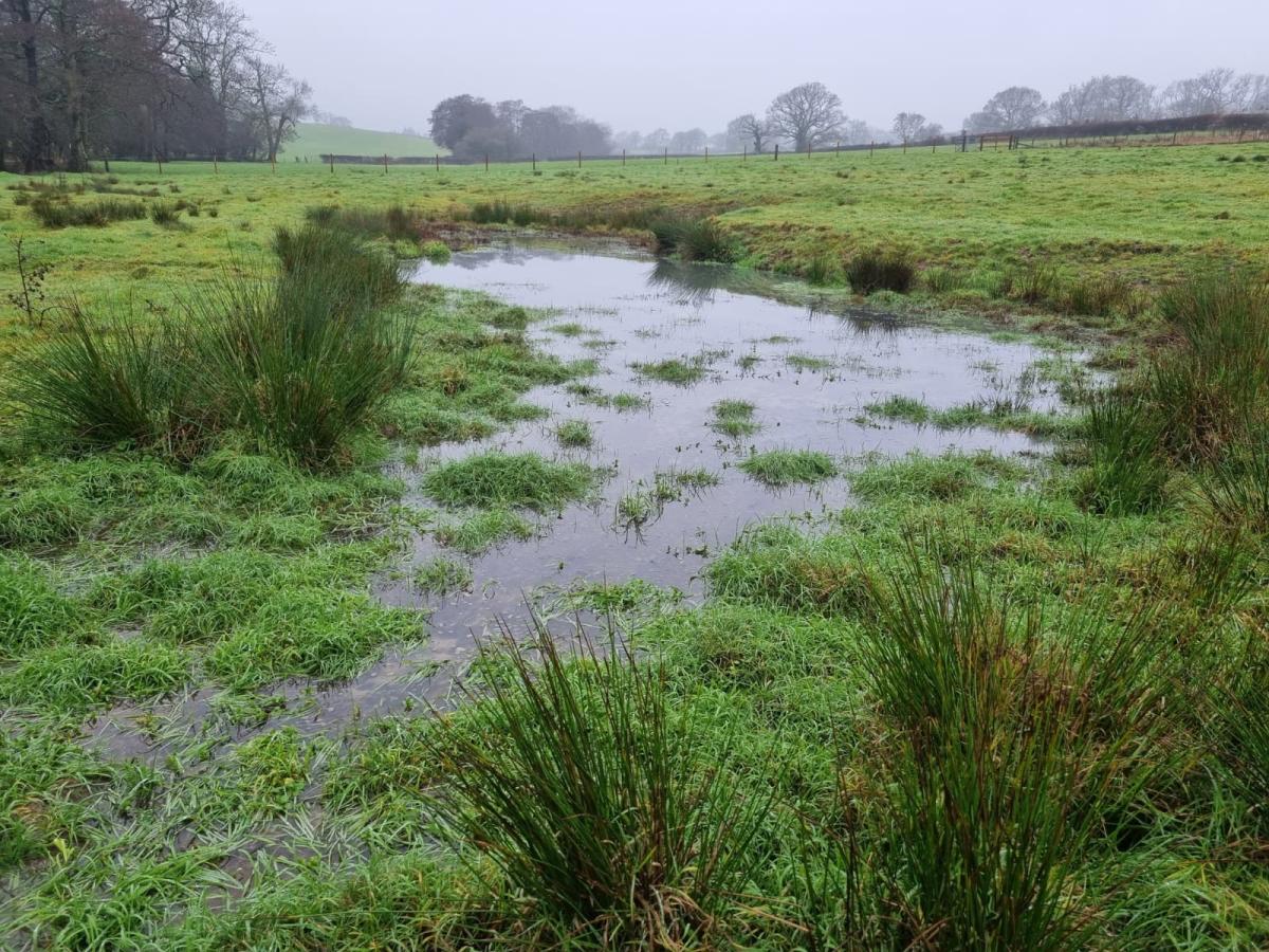 A wetland in the Forest - full of water, green grass and foliage surrounding it 