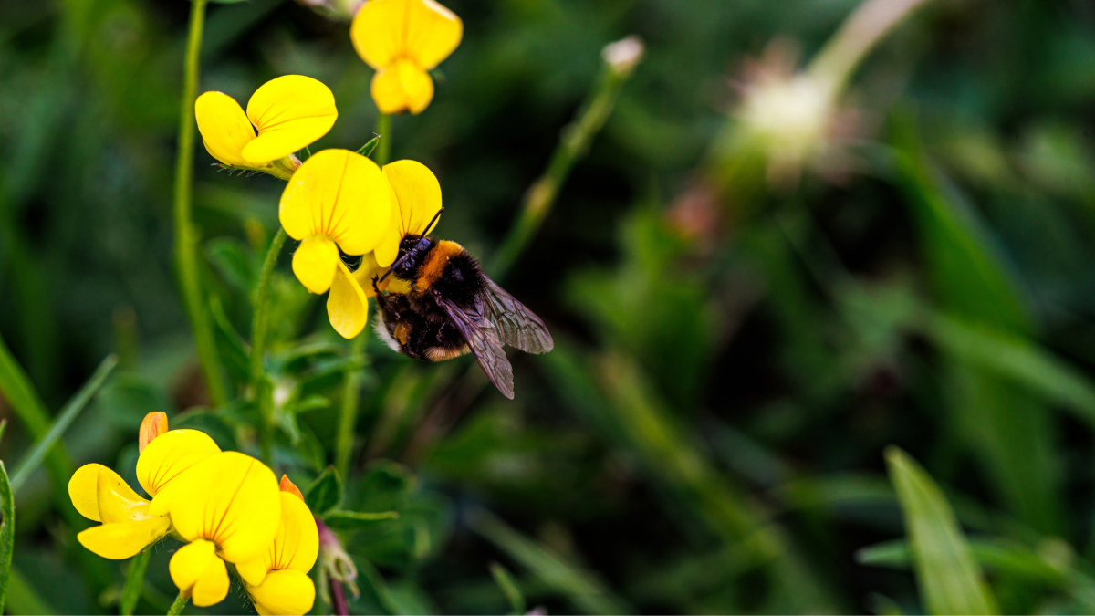 A close up a bumble bee on the yelllow flower of the birdfoot trefoil