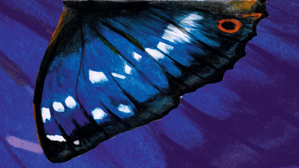 A watercolour image of a purple emperor butterfly wing 