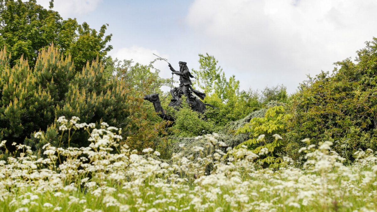A statue of Lawrence of Arabia  riding a camel in the summer months. There are white wildflowers in the foreground
