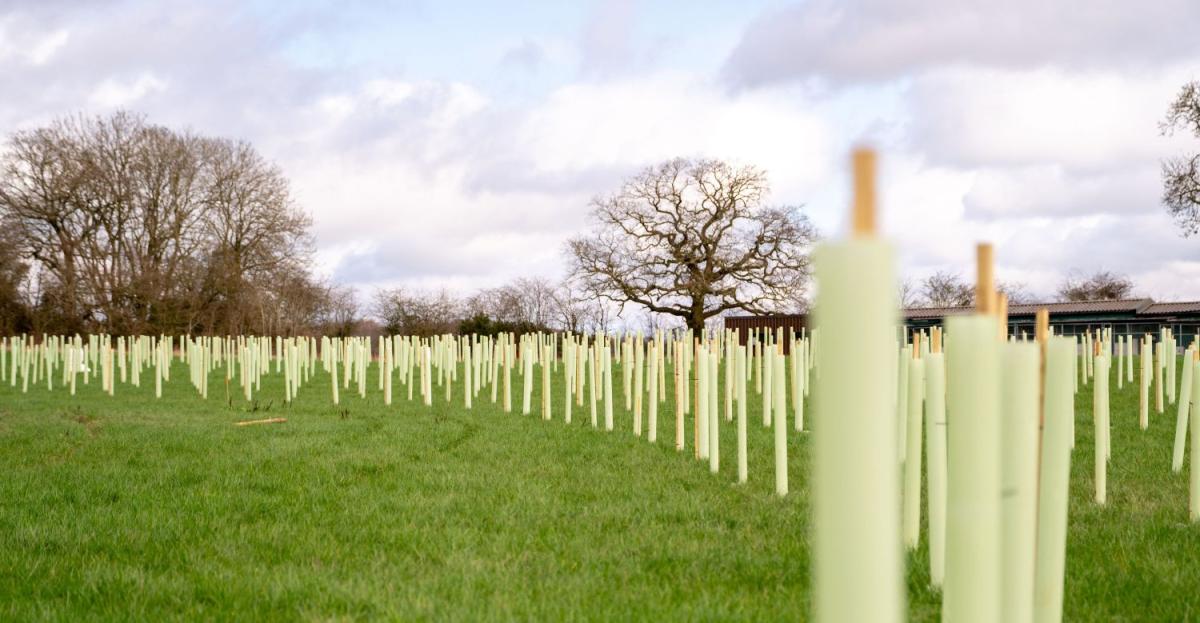 A row of newly planted tree saplings with protective tree guards curve along a field into the distance 