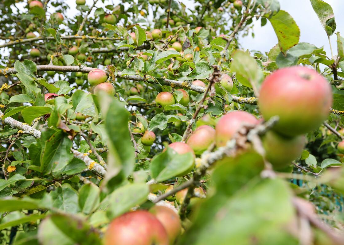 A close up of apples in the manor orchard in Dorsignton 