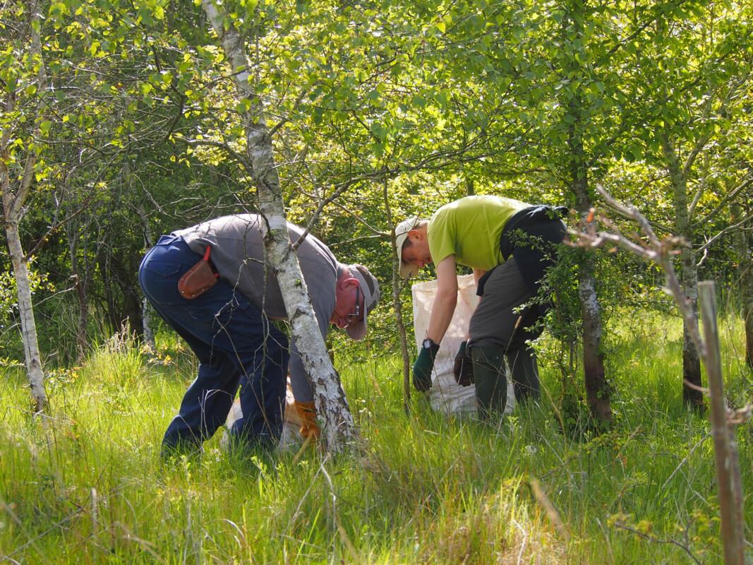 Two male volunteers removing tree guards