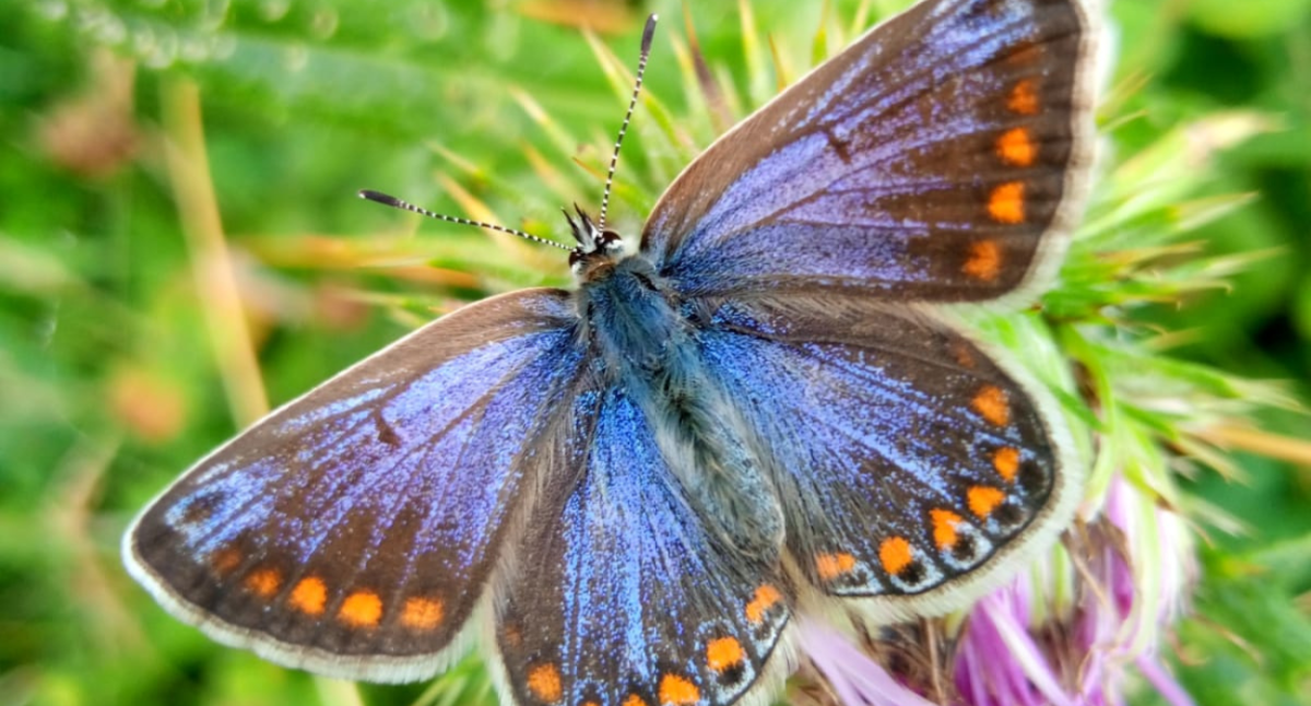 A close-up of a common blue butterfly in the Forest