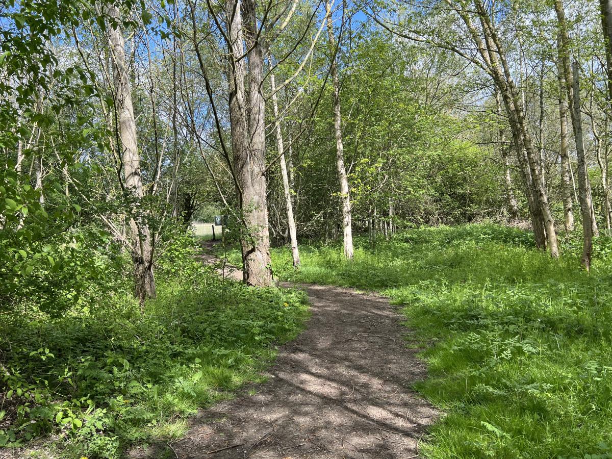 A Forest Path