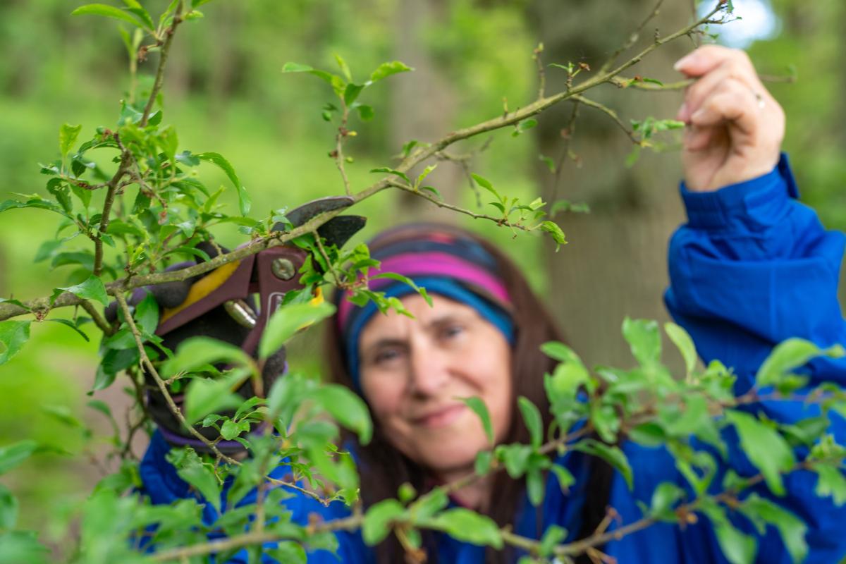 A female volunteer cutting back overgrowth from the path