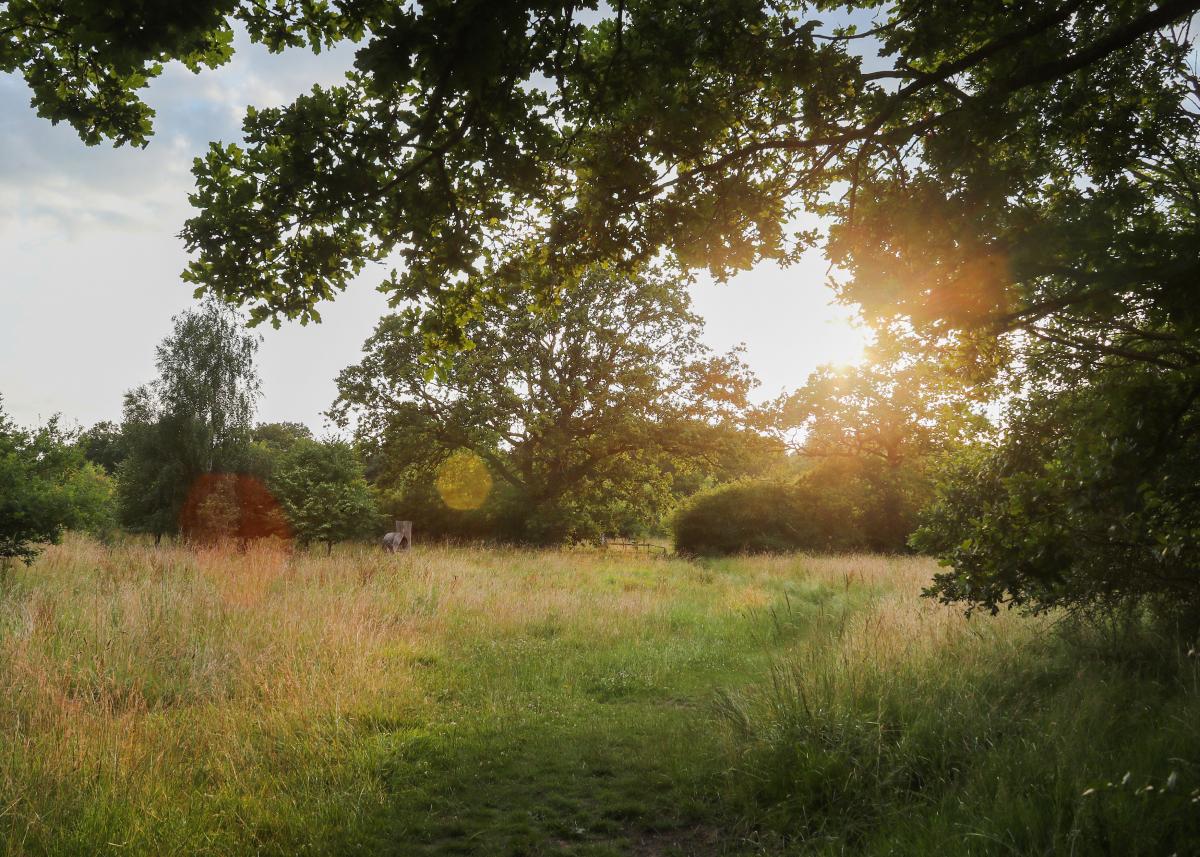 The sun setting through mature trees over Morgrove Coppice after an evening volunteer activity session in the Forest