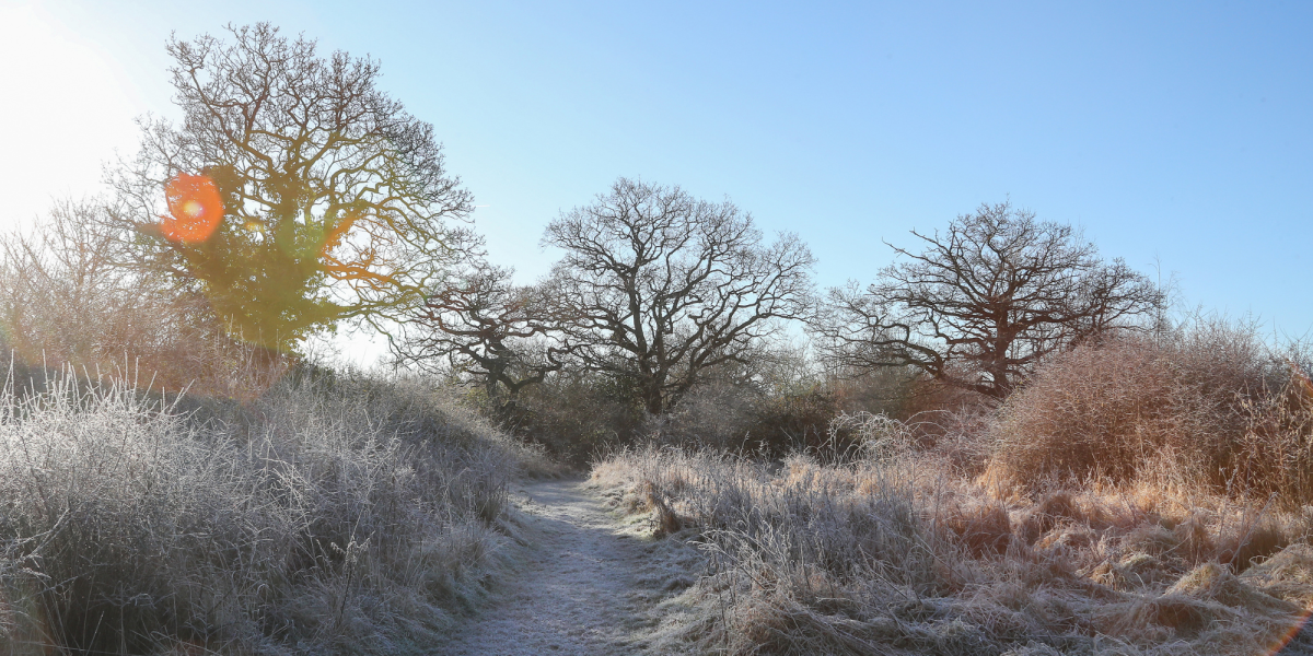 Mature oak trees towering over a woodland trail at Morgrove Coppice on a frosty, sunny day.