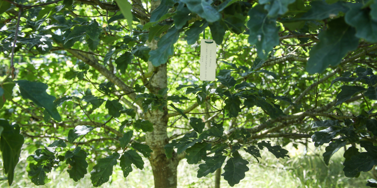 A close-up of a tagged tree in the Forest.