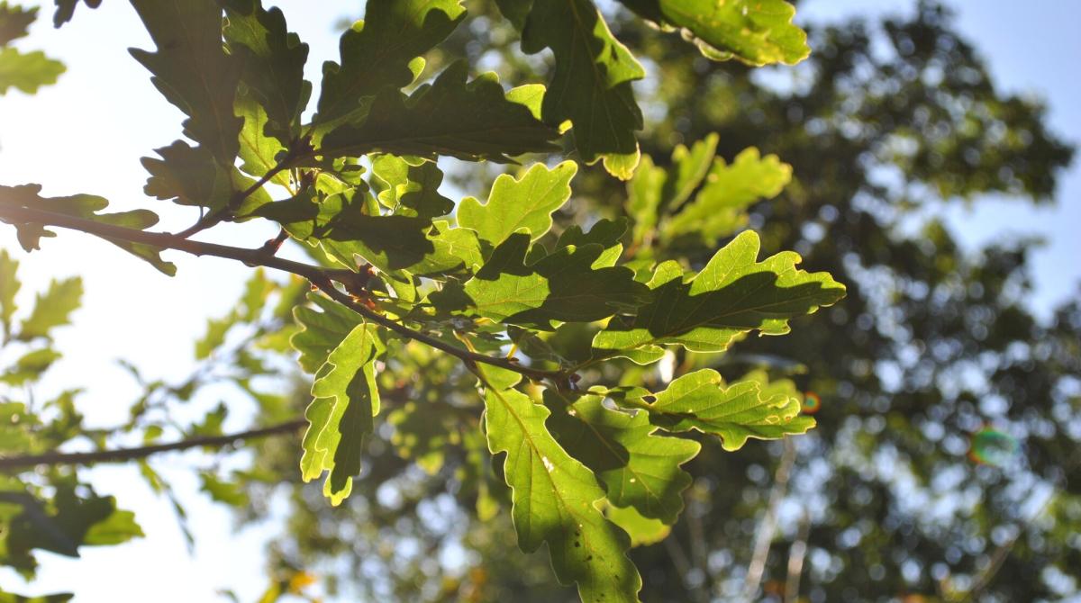 Sunlight shining through green oak leaves on a late summer morning in the Forest