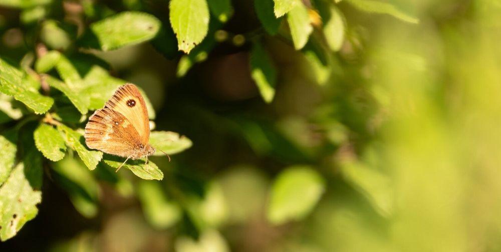 Close up of a meadow brown butterfly on green leaves in the Forest