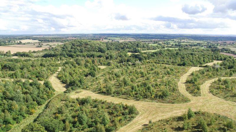 Wide view of the forest