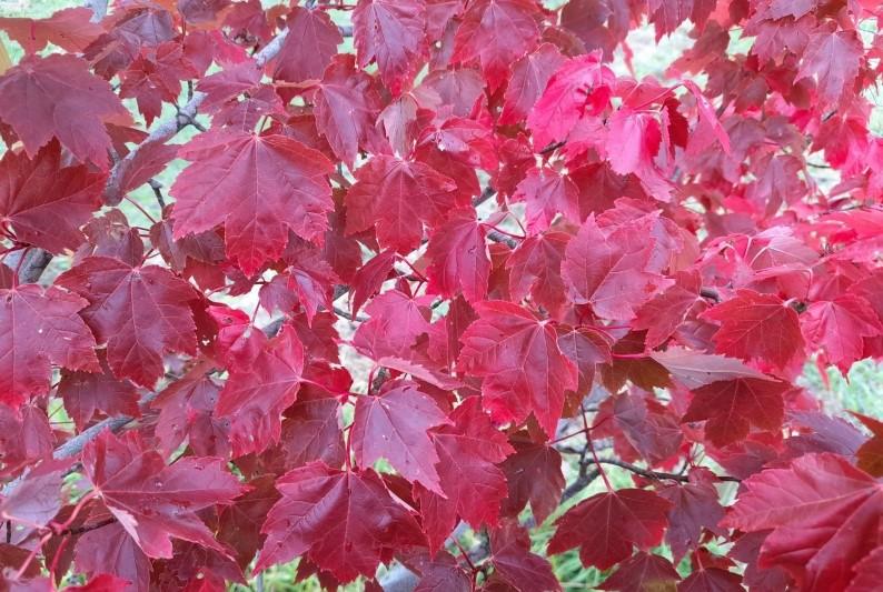 Close up of red leaves of the Acre tree